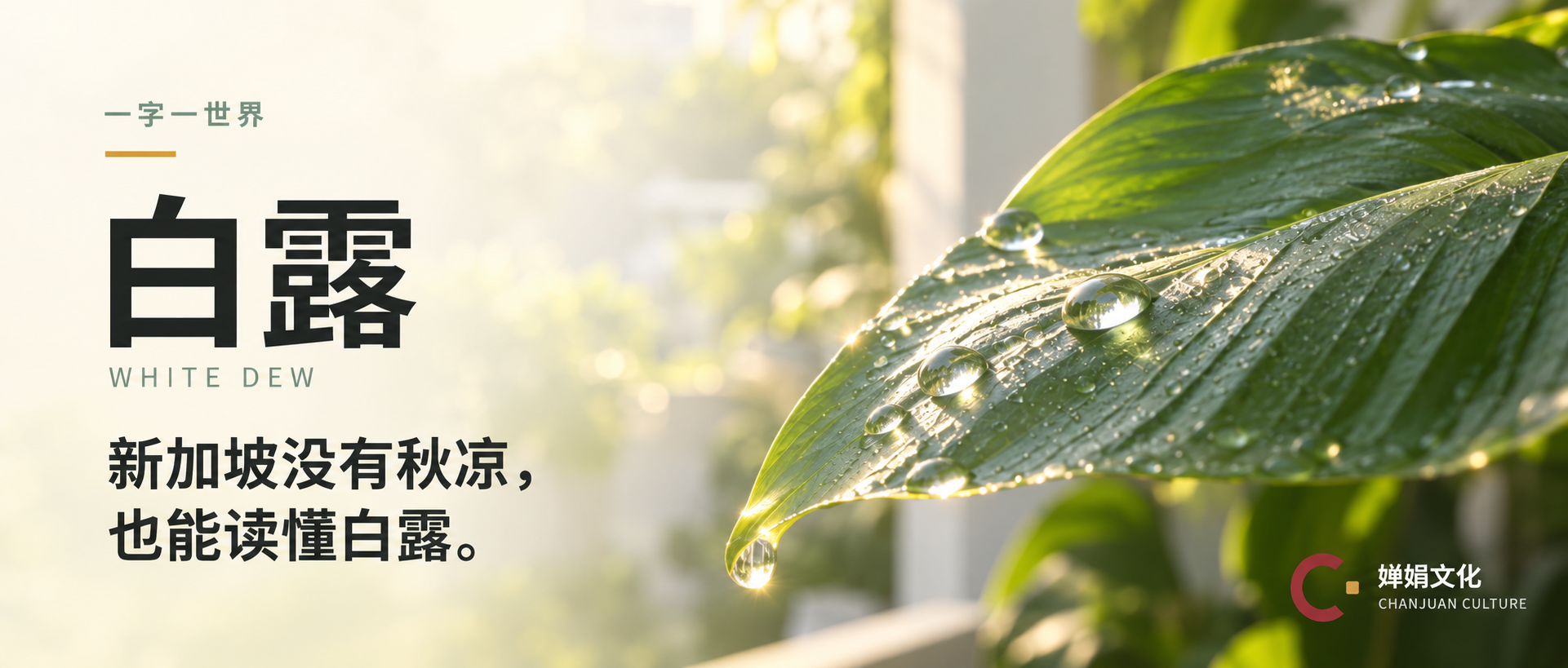White Dew landscape cover with tropical green leaves and dew in Singapore